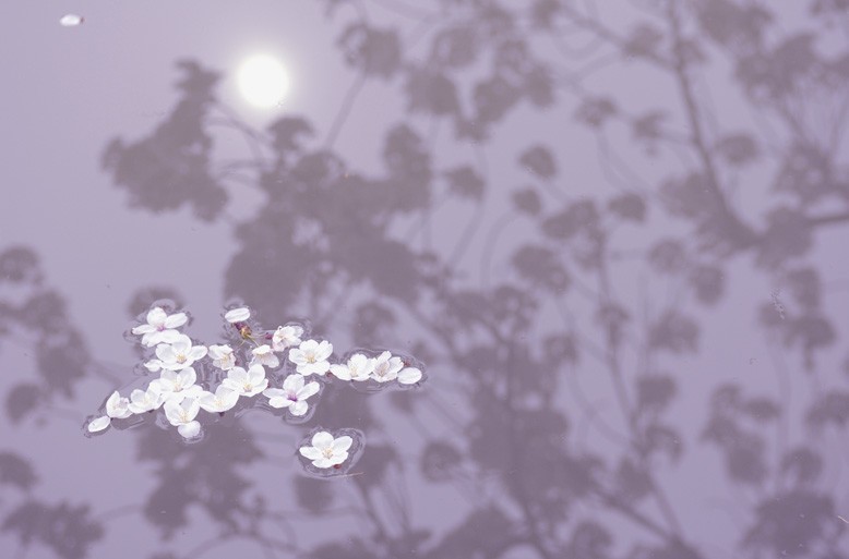 桜の淡い色彩をキレイに撮る