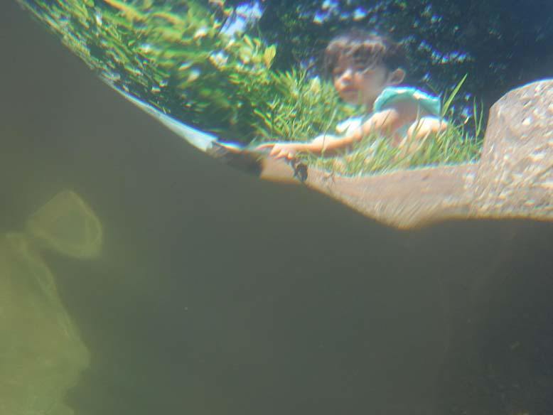 水中から地上を撮った写真